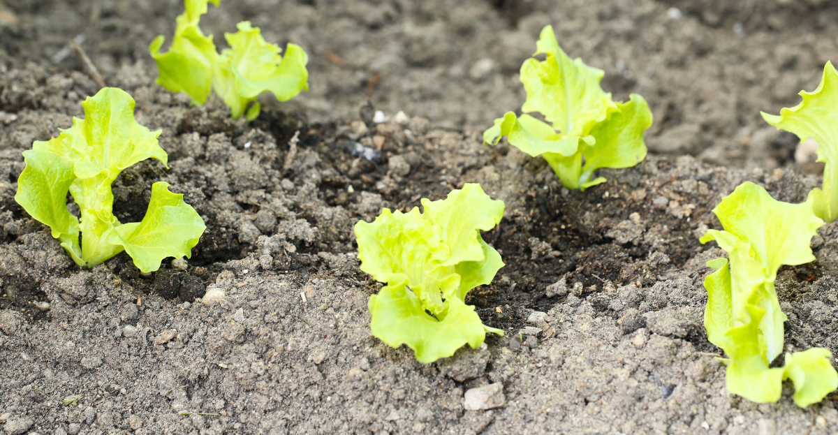 Lettuce growing